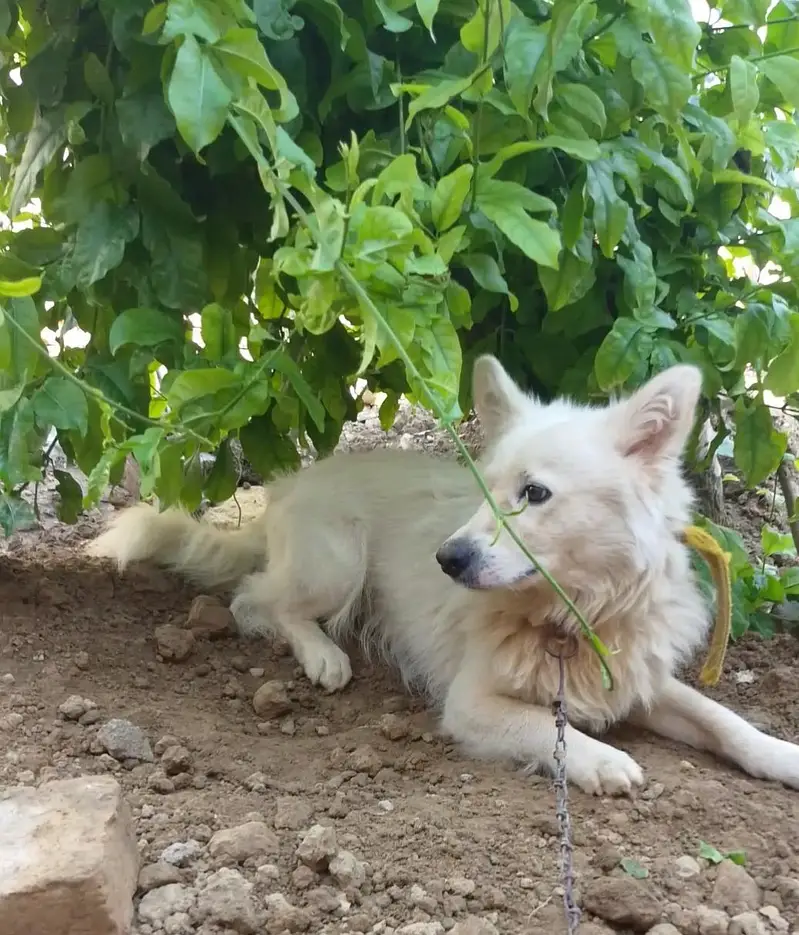 Russian male full active and security dog — photo 3