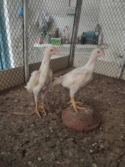 White o shamo king size chicks