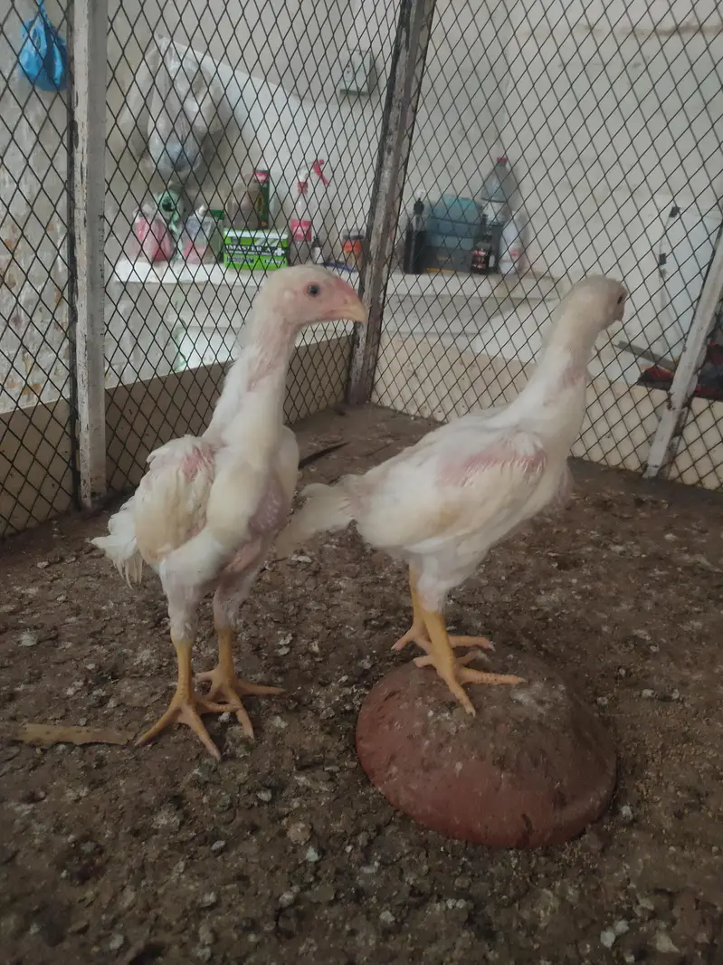 White o shamo king size chicks — photo 2