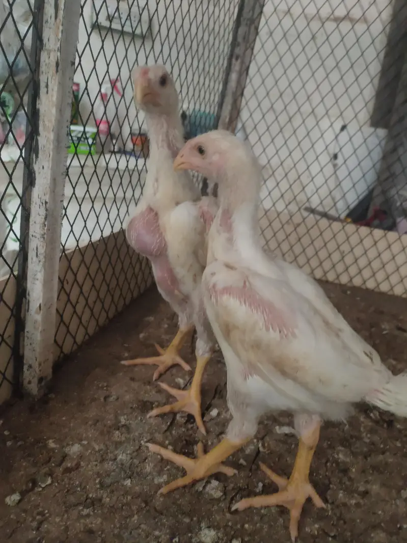 White o shamo king size chicks — photo 3