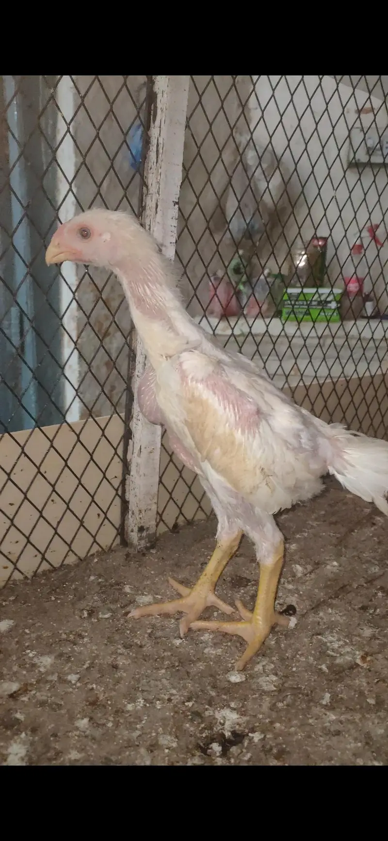 White o shamo king size chicks — photo 4