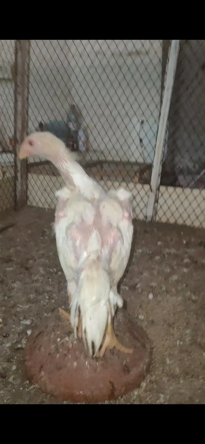 White o shamo king size chicks — photo 5