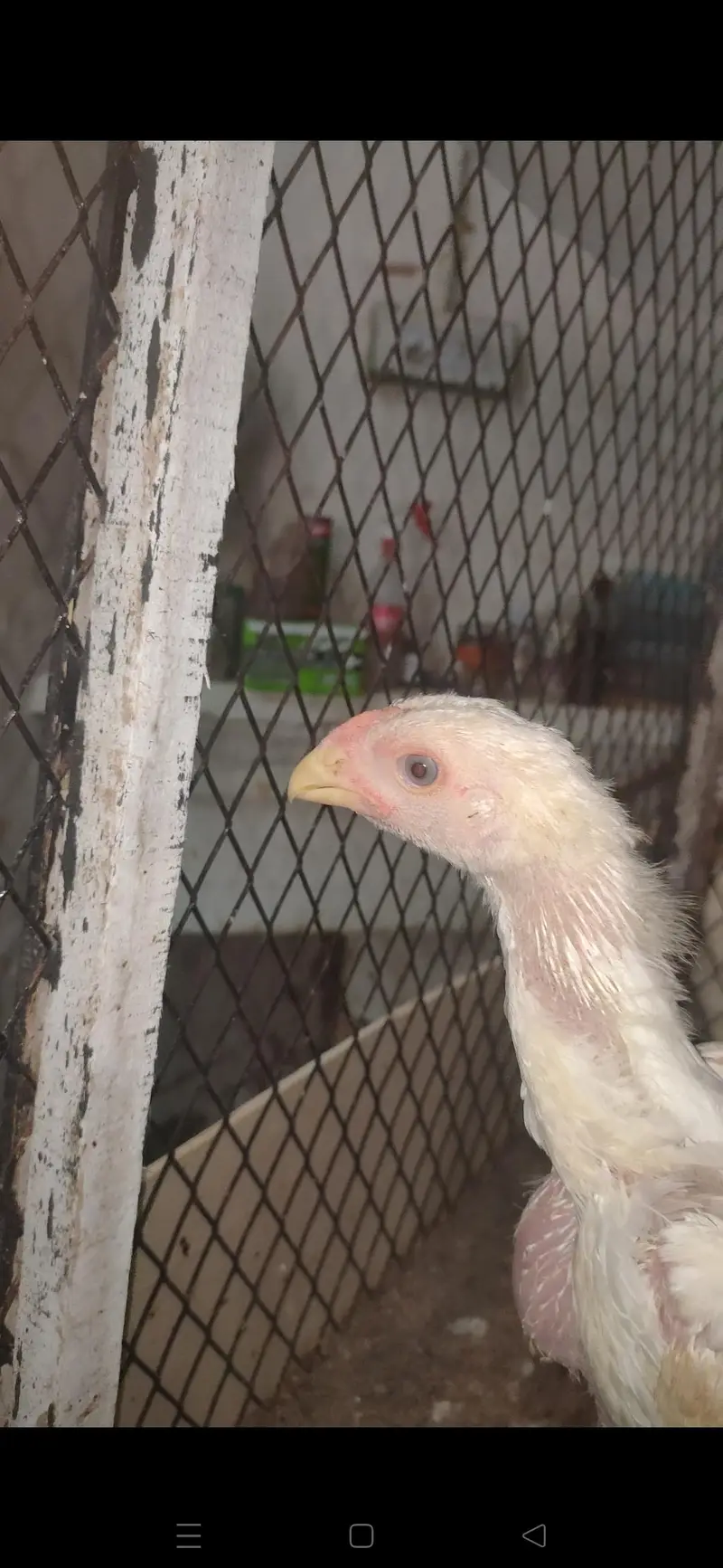 White o shamo king size chicks — photo 6