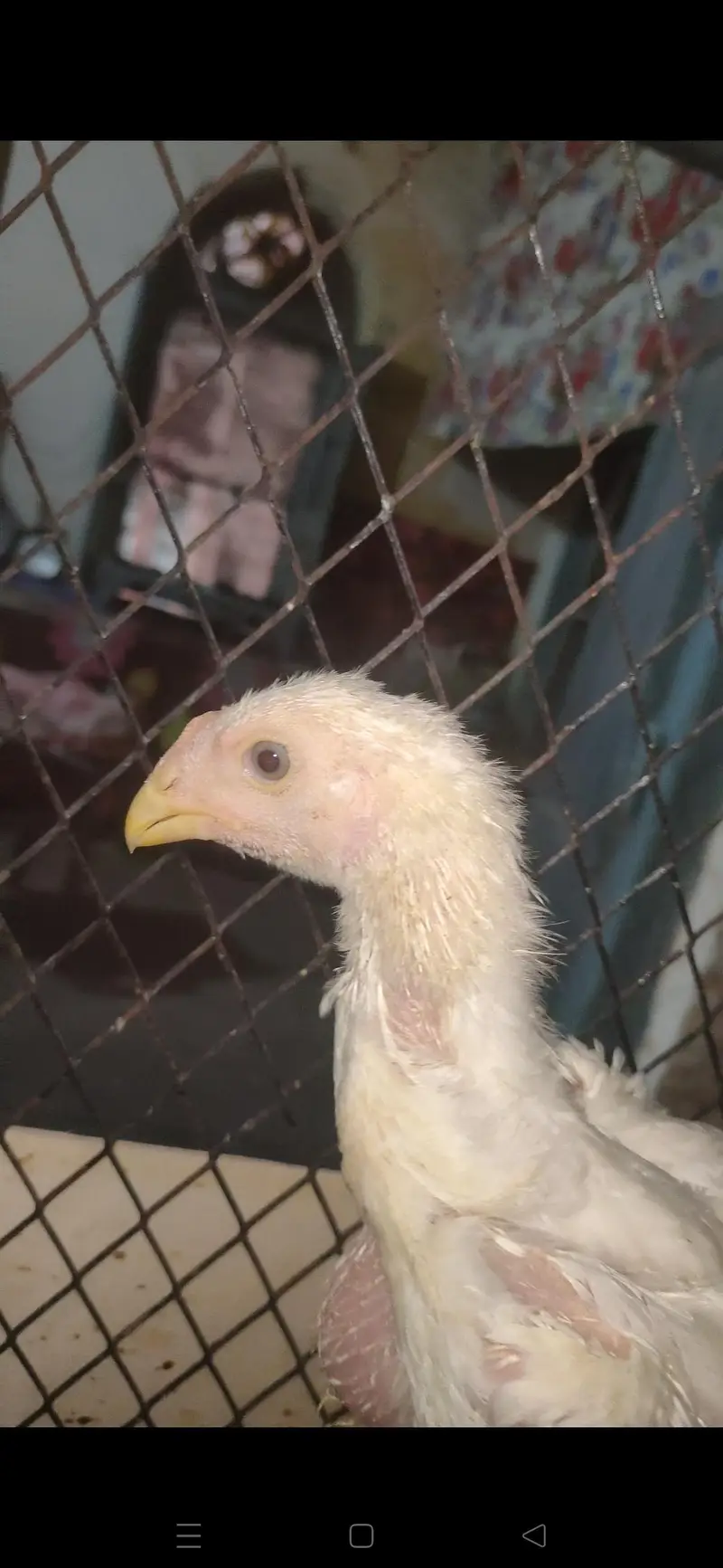 White o shamo king size chicks — photo 7
