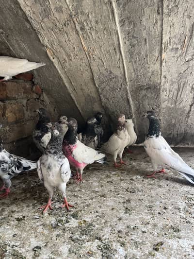Parwazi best pigeon(0340)5668354 Whata app