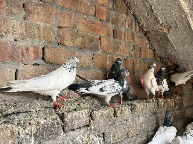 Parwazi best pigeon(0340)5668354 Whata app — photo 2