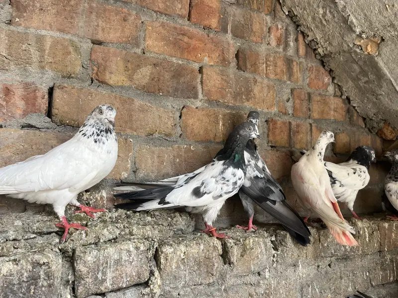 Parwazi best pigeon(0340)5668354 Whata app — photo 3
