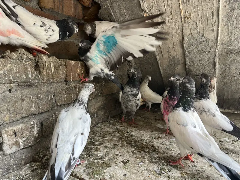 Parwazi best pigeon(0340)5668354 Whata app — photo 4