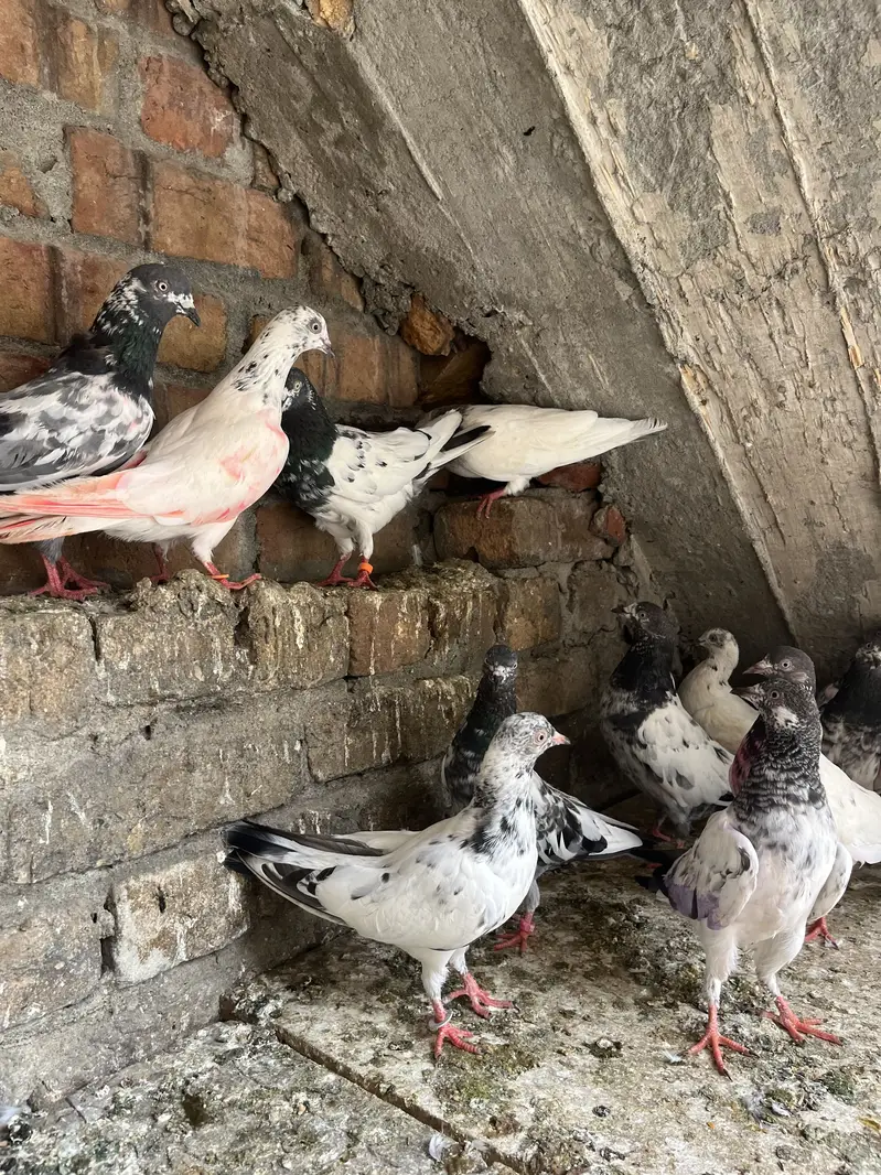 Parwazi best pigeon(0340)5668354 Whata app — photo 5