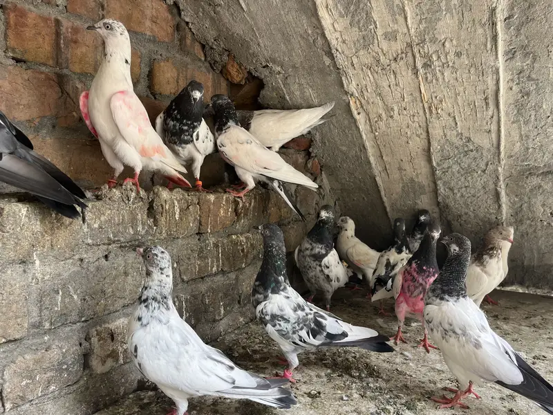 Parwazi best pigeon(0340)5668354 Whata app — photo 6