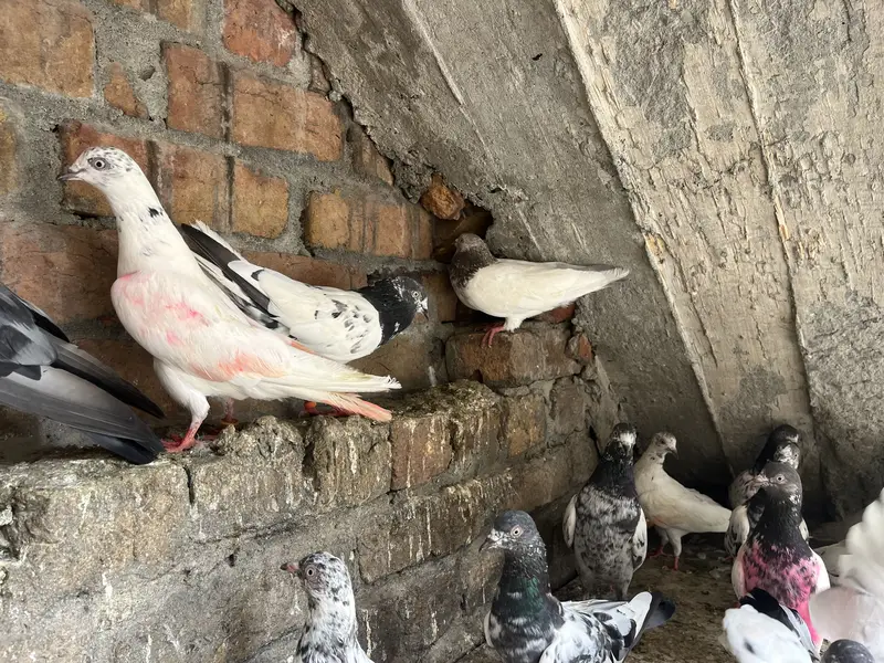 Parwazi best pigeon(0340)5668354 Whata app — photo 7