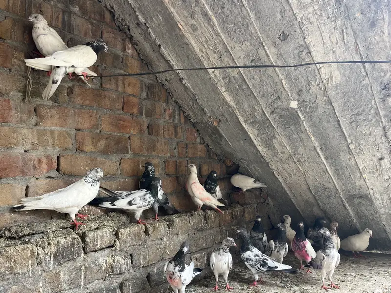 Parwazi best pigeon(0340)5668354 Whata app — photo 8