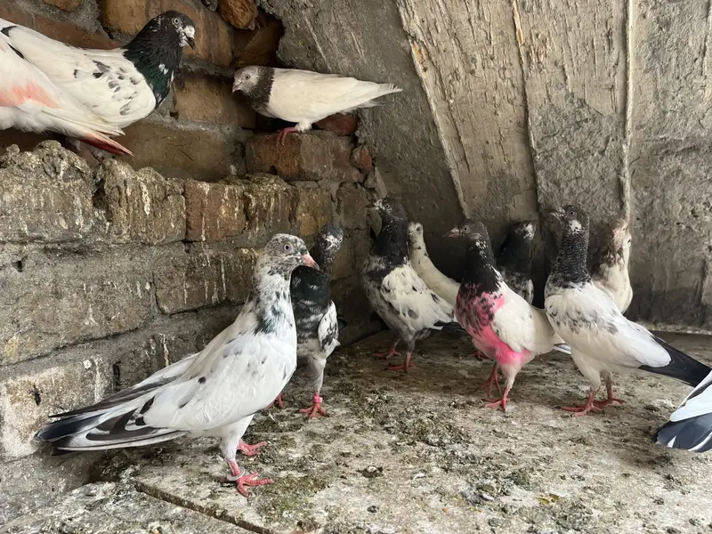 Parwazi best pigeon(0340)5668354 Whata app — photo 9
