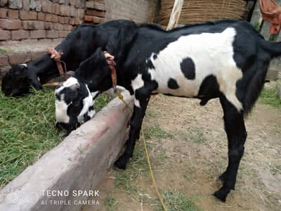 Bakra for sale