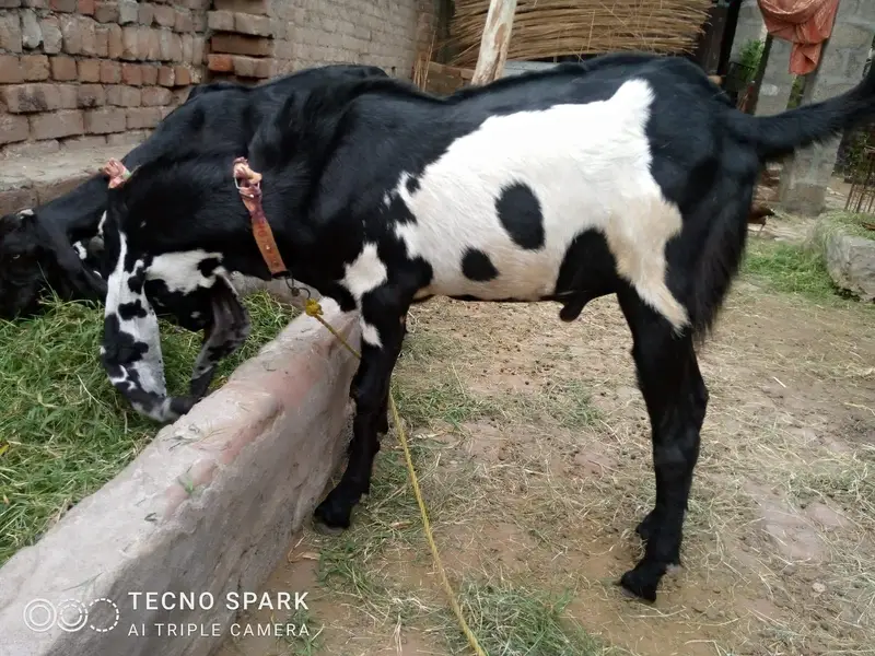 Bakra for sale — photo 2