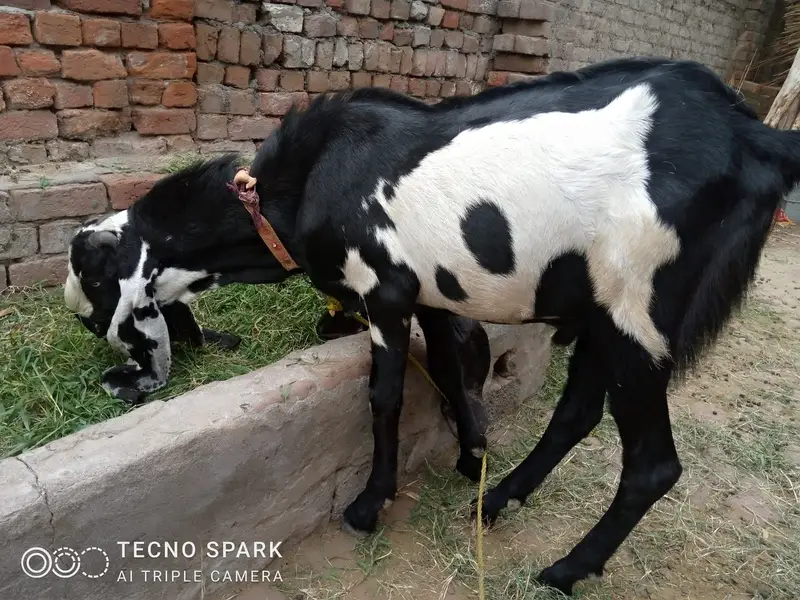 Bakra for sale — photo 3