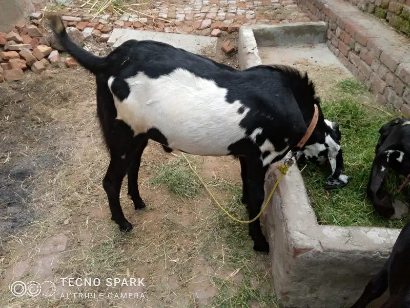 Bakra for sale — photo 4