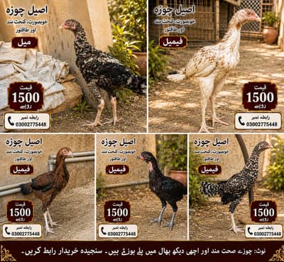 خالص نسل کے خوبصورت جوان چوزے