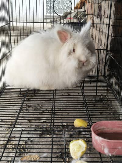 Angora Rabbit