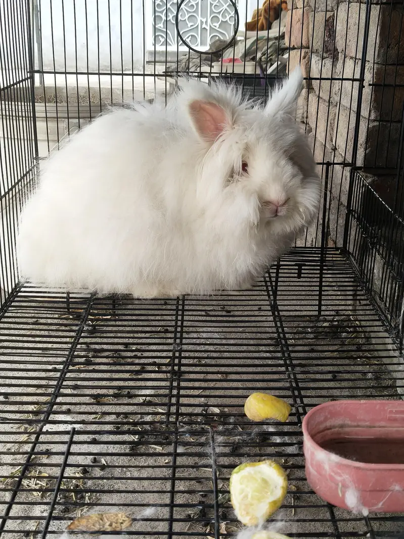 Angora Rabbit