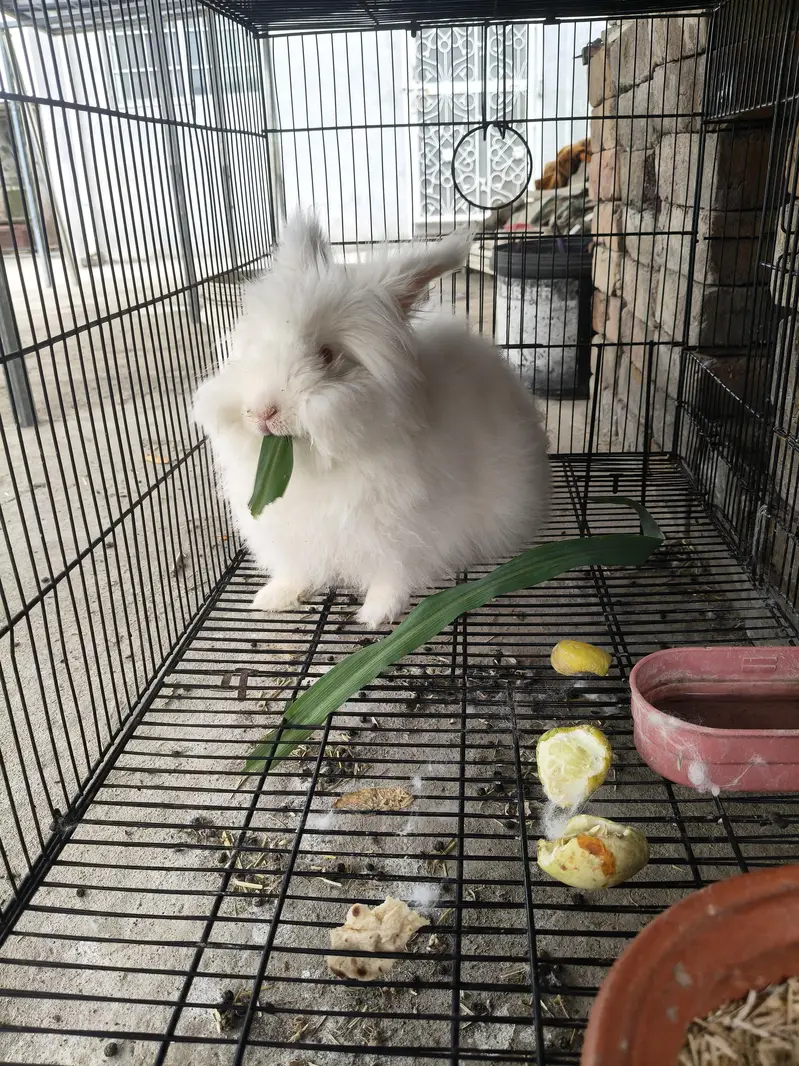 Angora Rabbit — photo 2
