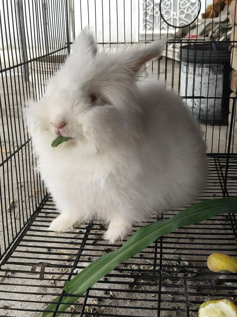 Angora Rabbit — photo 3