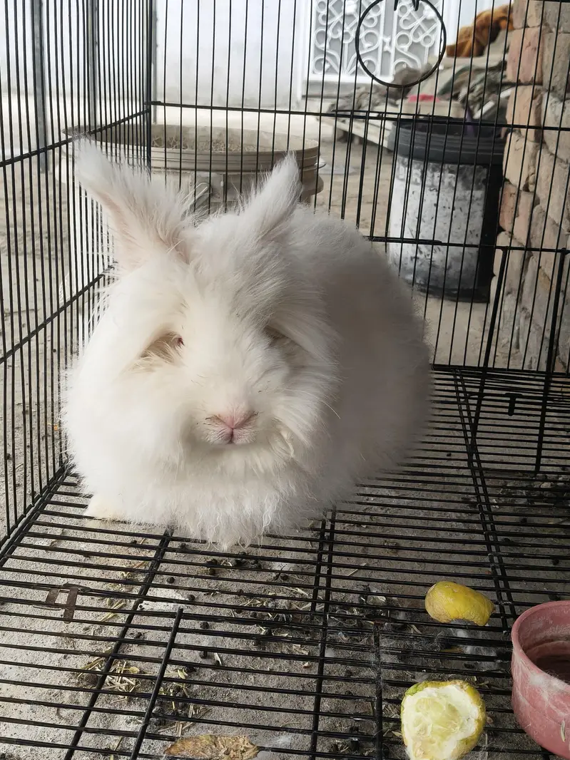 Angora Rabbit — photo 4