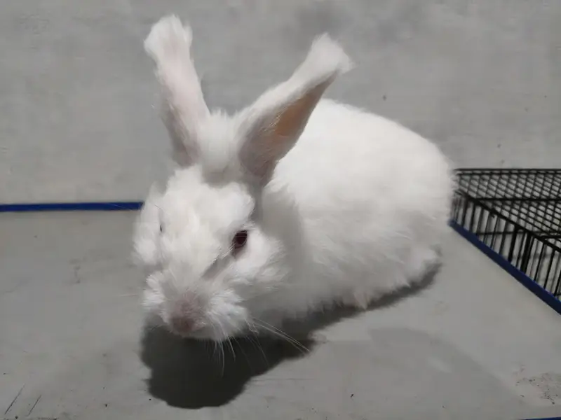 Angora Rabbit — photo 6