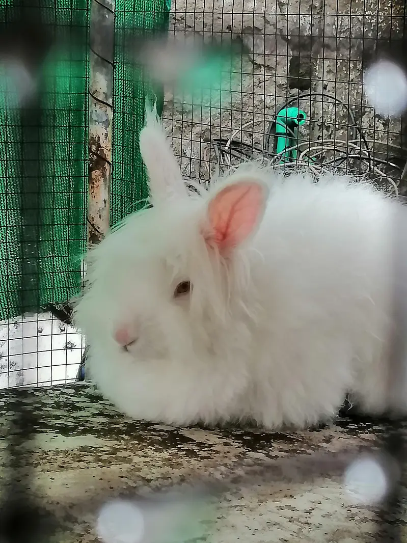 Angora Rabbit — photo 8