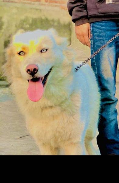 Siberian husky wholly coat