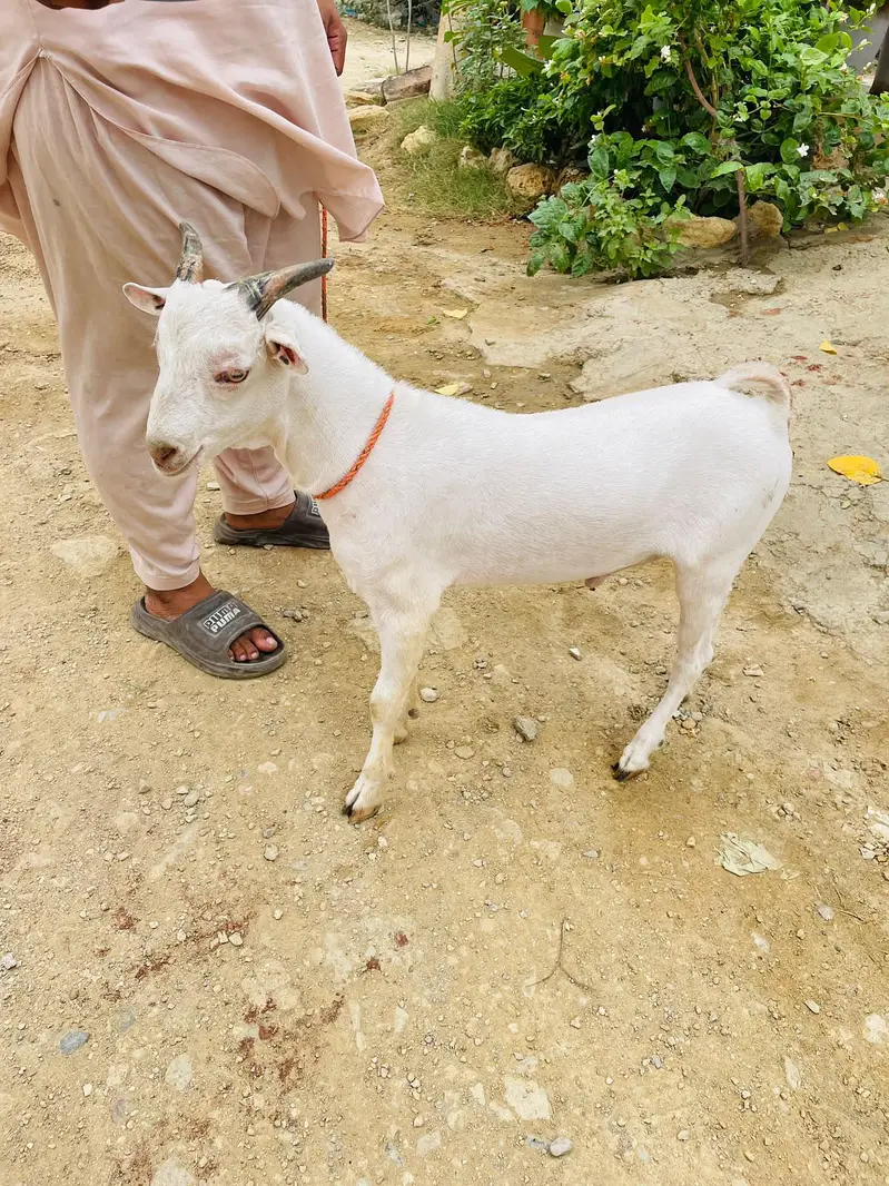 teddi bakra breader quality zero size gulabi — photo 6