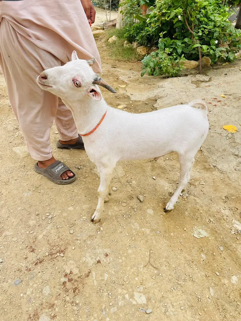 teddi bakra breader quality zero size gulabi — photo 7