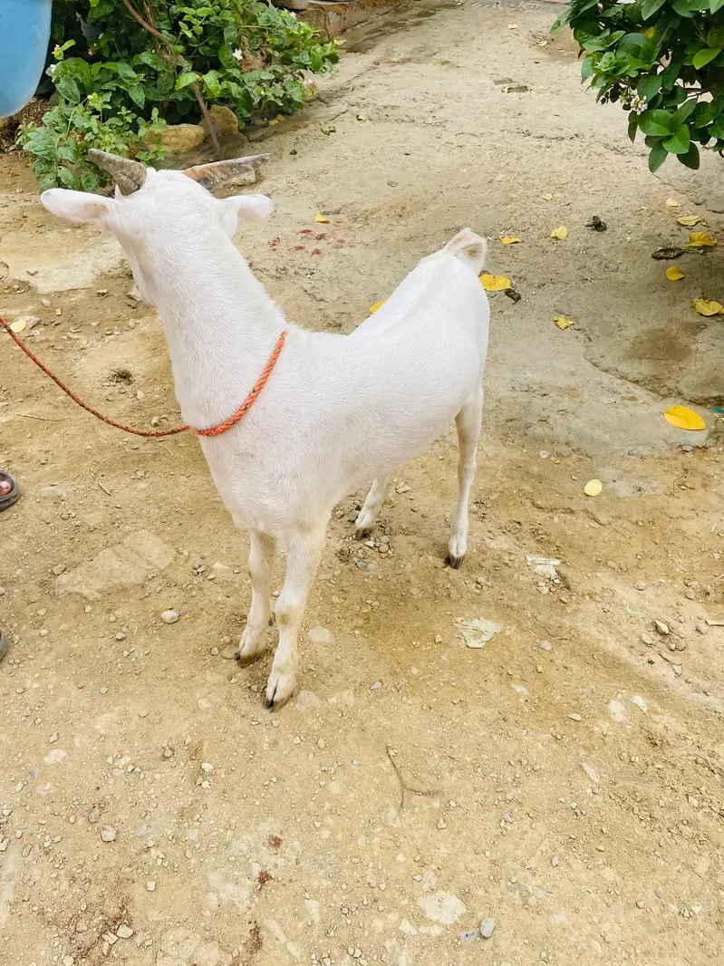 teddi bakra breader quality zero size gulabi — photo 10