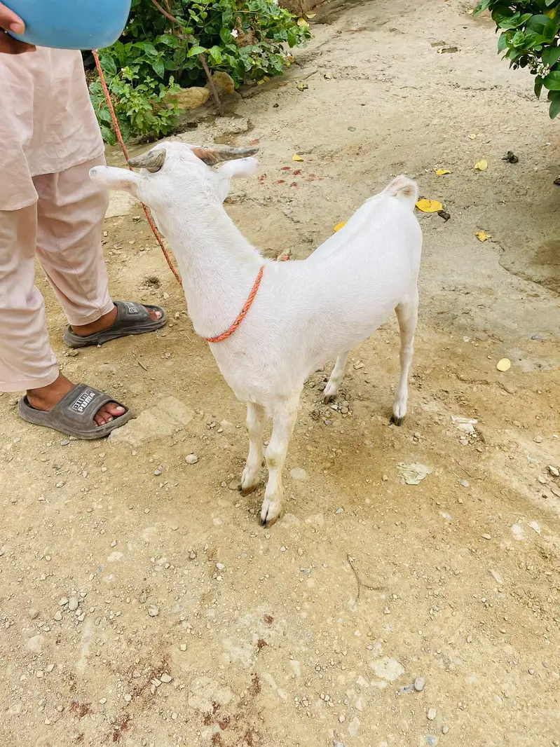 teddi bakra breader quality zero size gulabi — photo 11