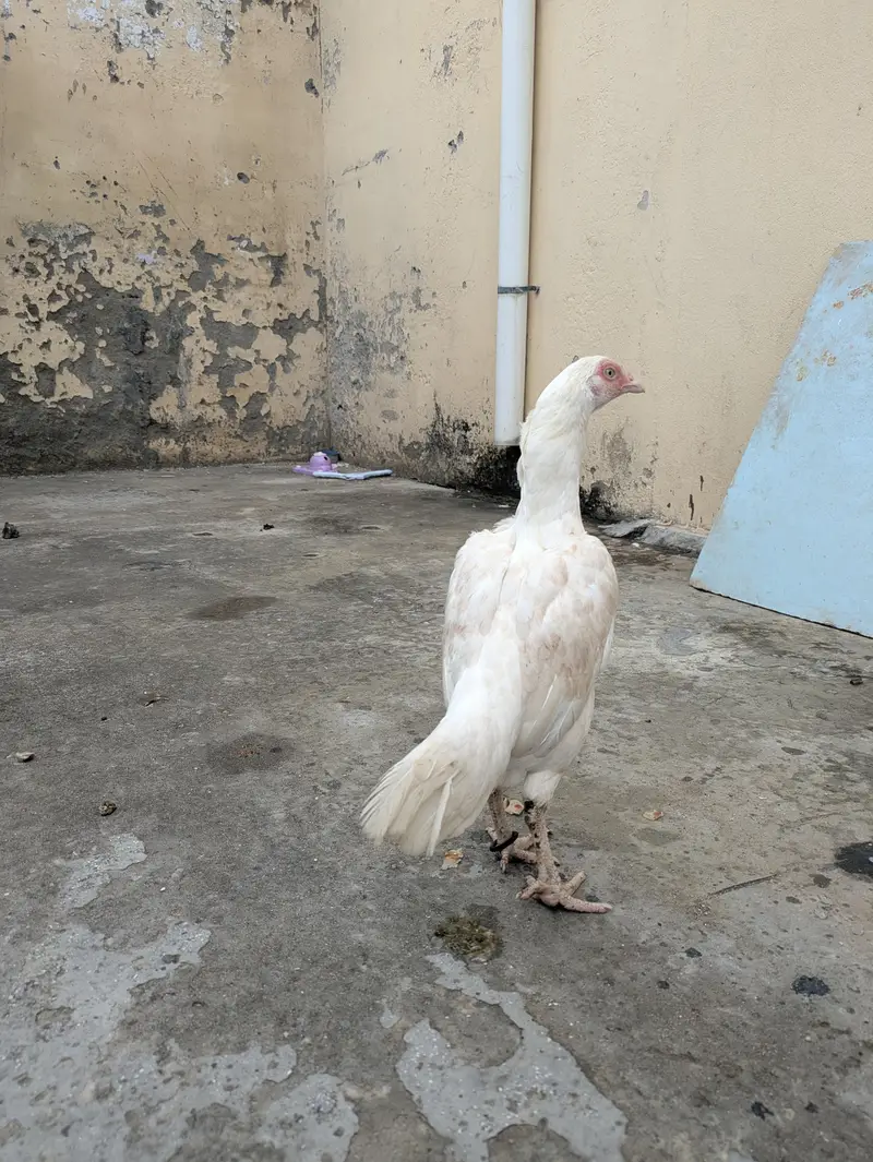 ASEEL HEERA MADI — photo 2