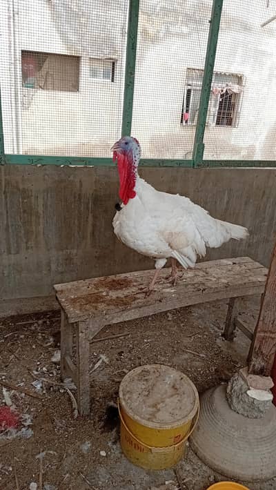 TURKEY MALE JUMBO SIZE