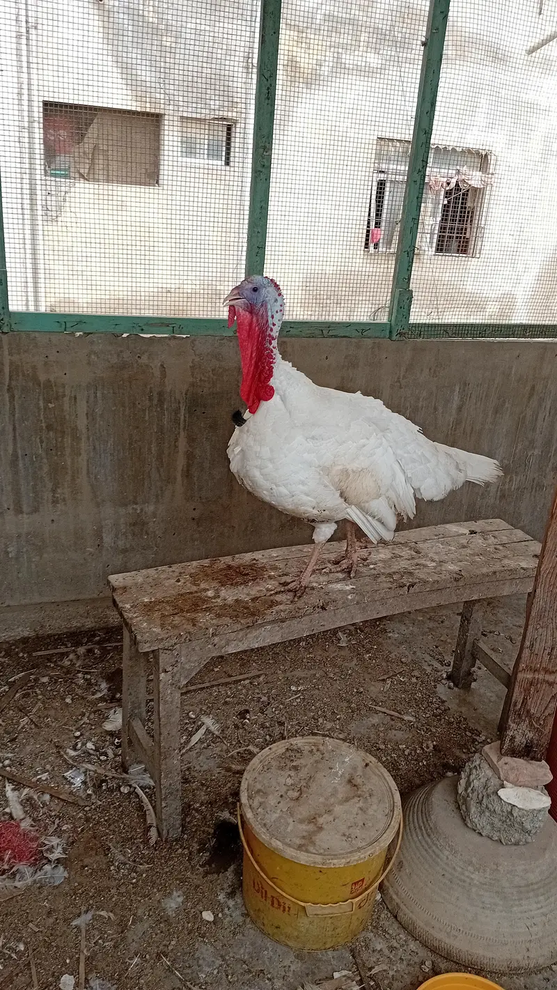TURKEY MALE JUMBO SIZE