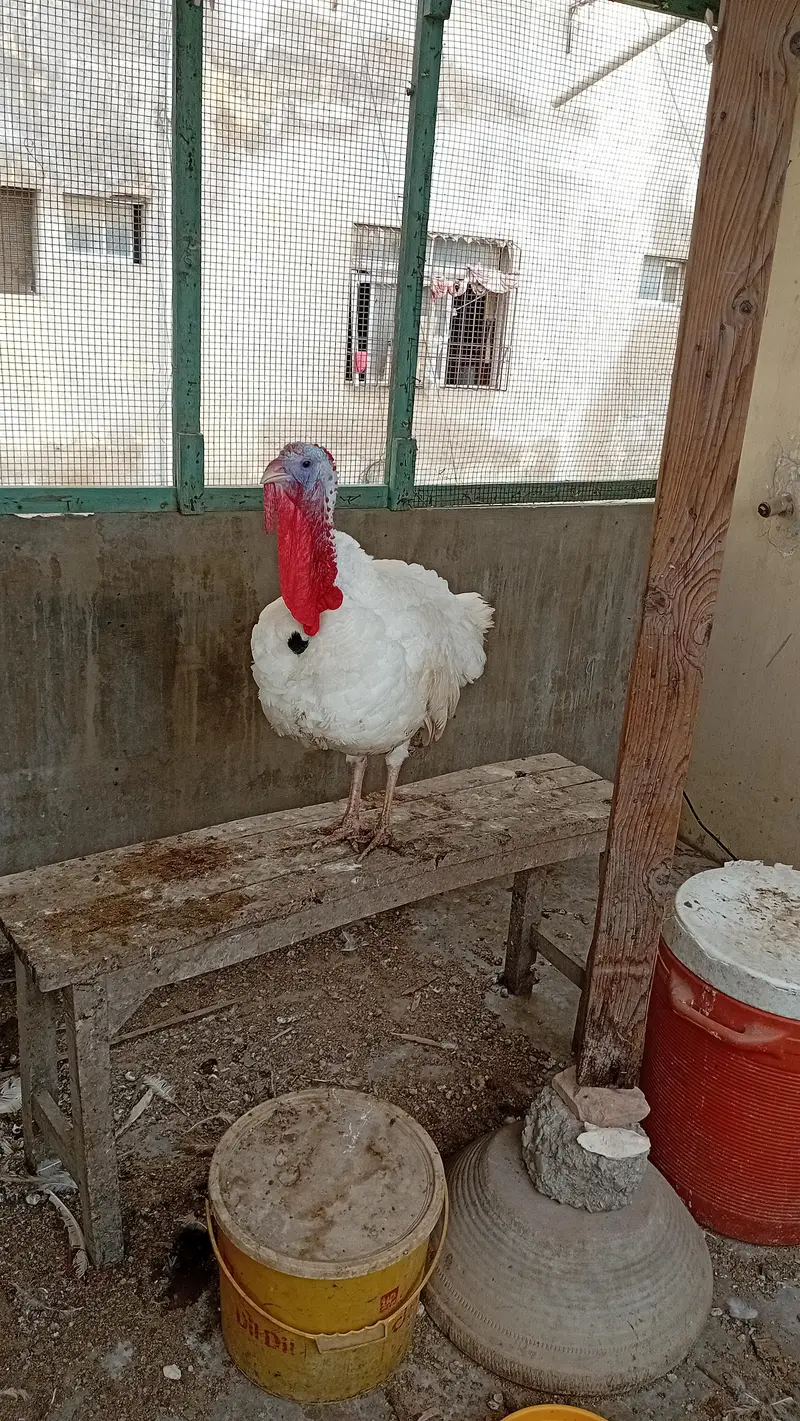 TURKEY MALE JUMBO SIZE — photo 2