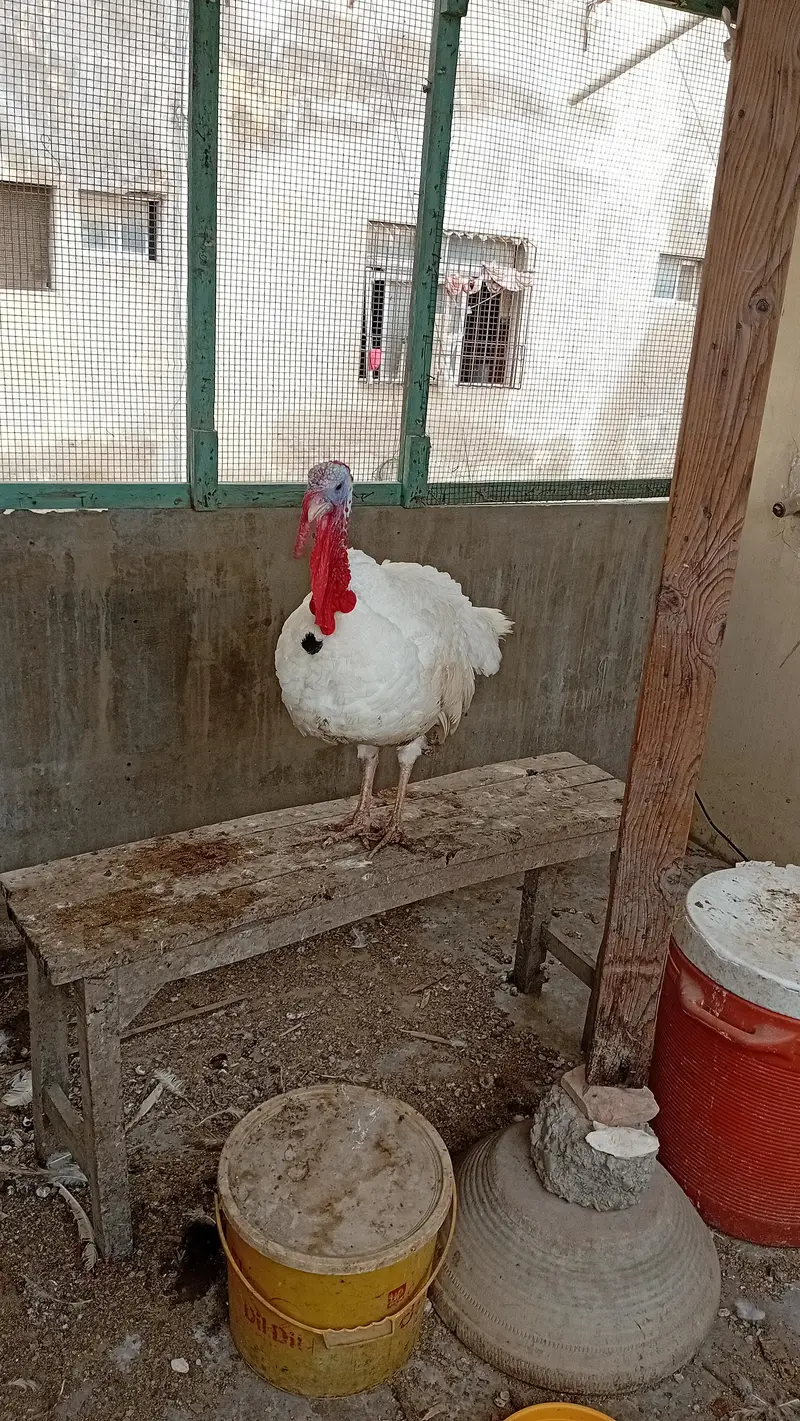 TURKEY MALE JUMBO SIZE — photo 3