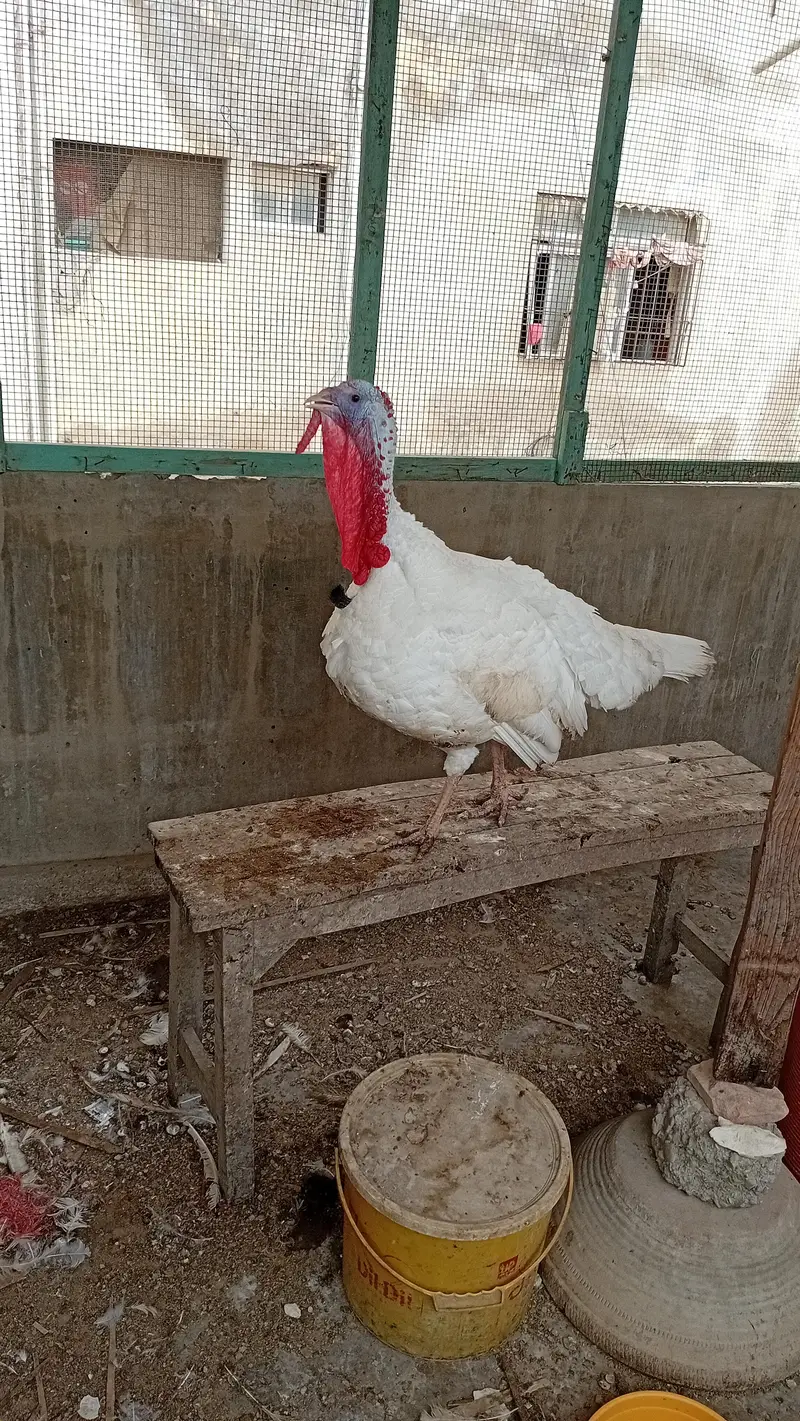 TURKEY MALE JUMBO SIZE — photo 4