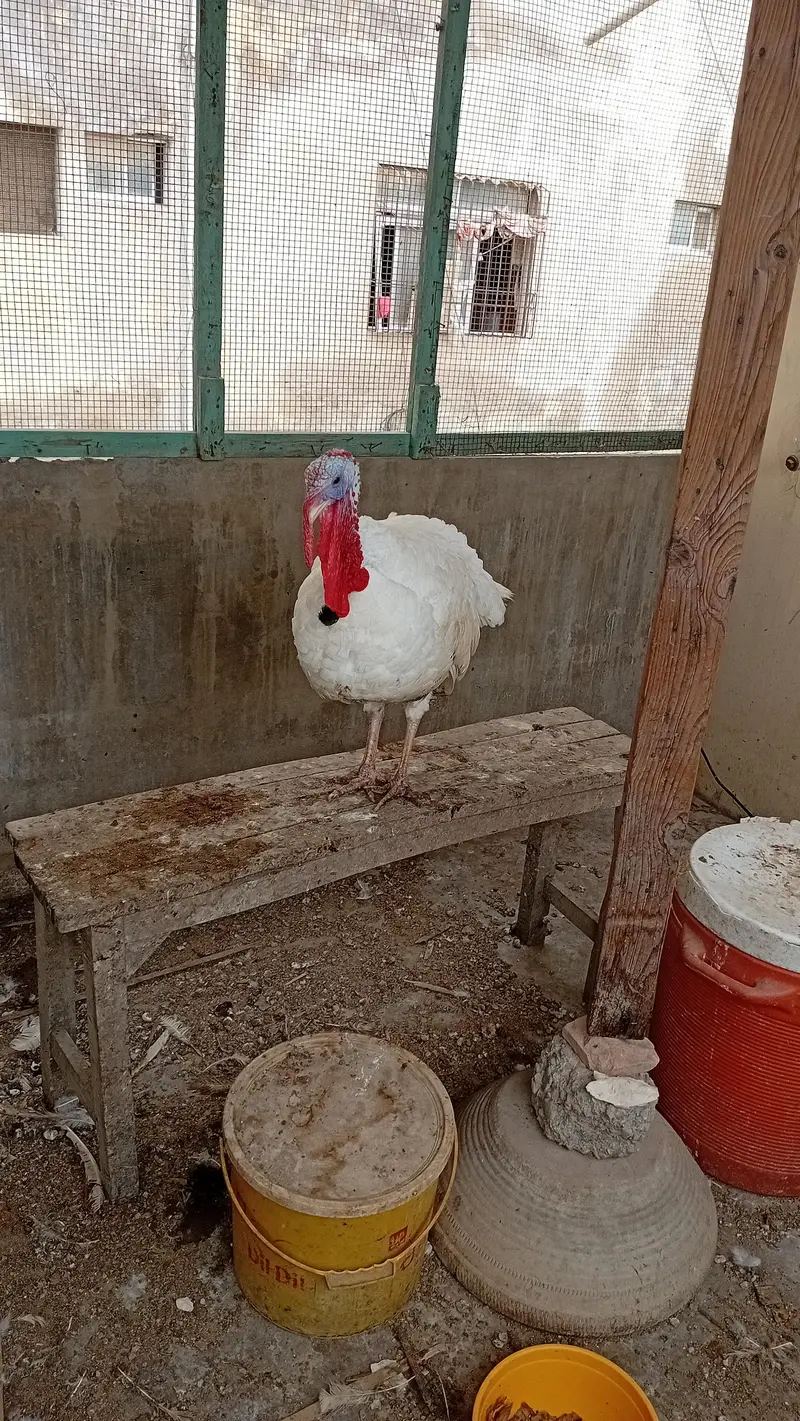 TURKEY MALE JUMBO SIZE — photo 5