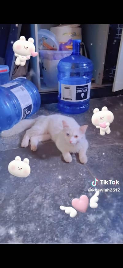 persian cat