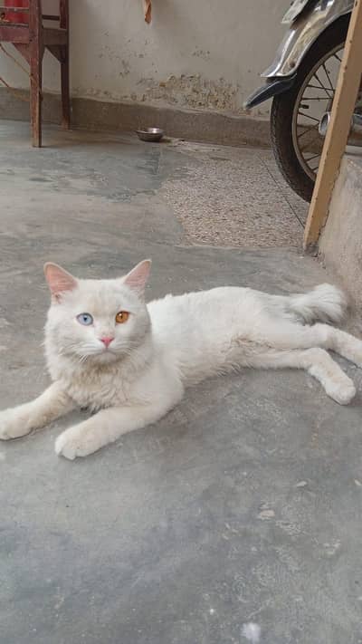 persion male cat