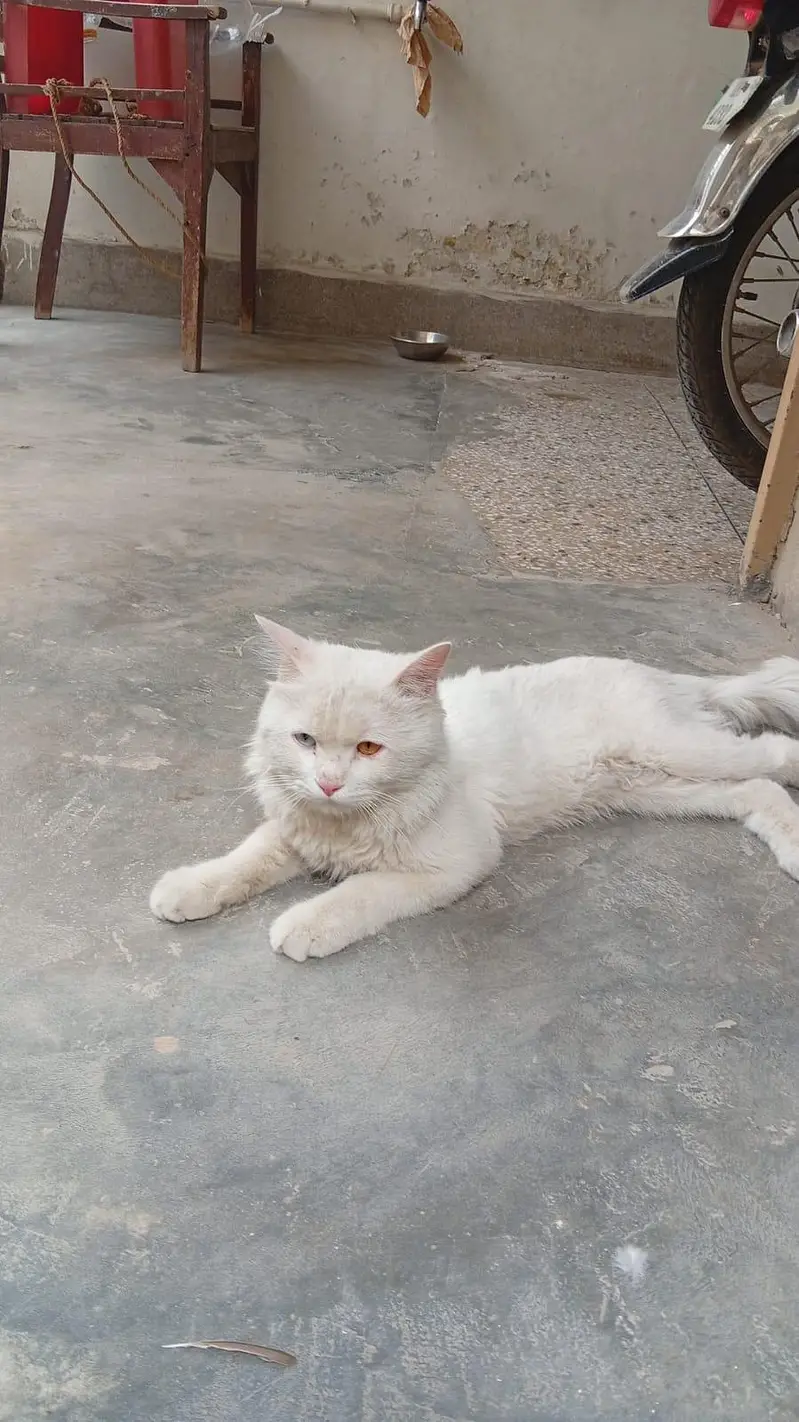 persion male cat — photo 2