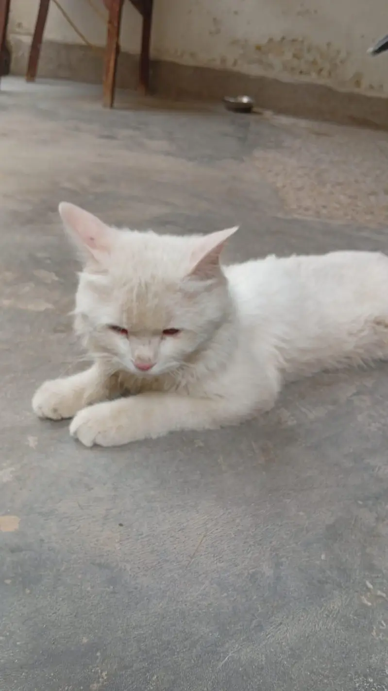 persion male cat — photo 3