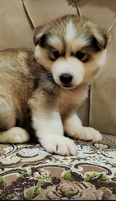 Alaskan malamute puppies or husky