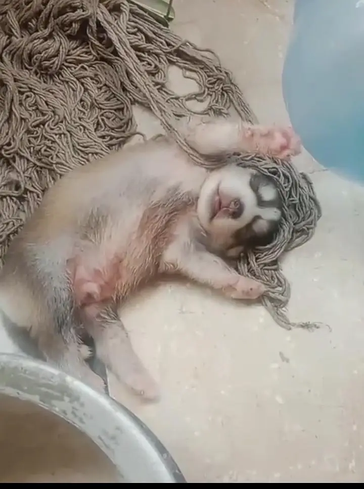 Alaskan malamute puppies or husky — photo 2