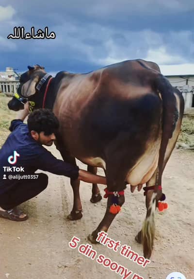 cow/گاۓ