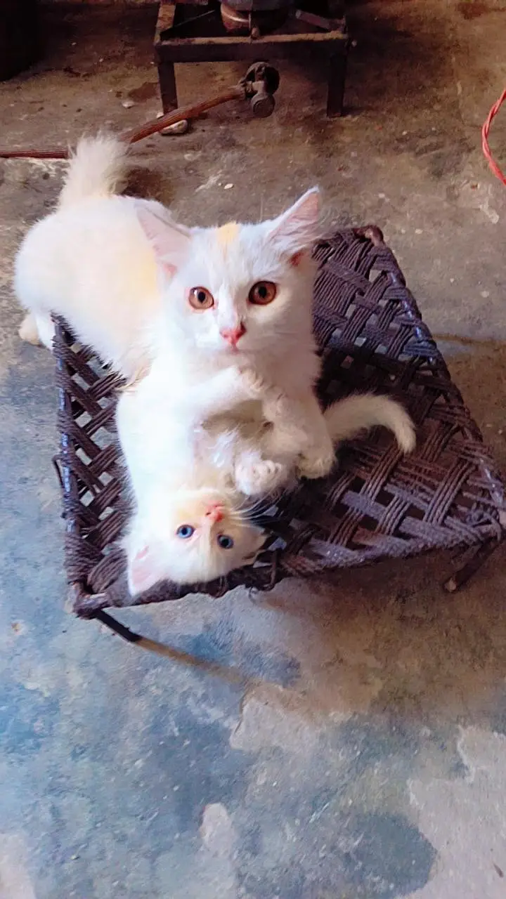 persian kitten cat — photo 4