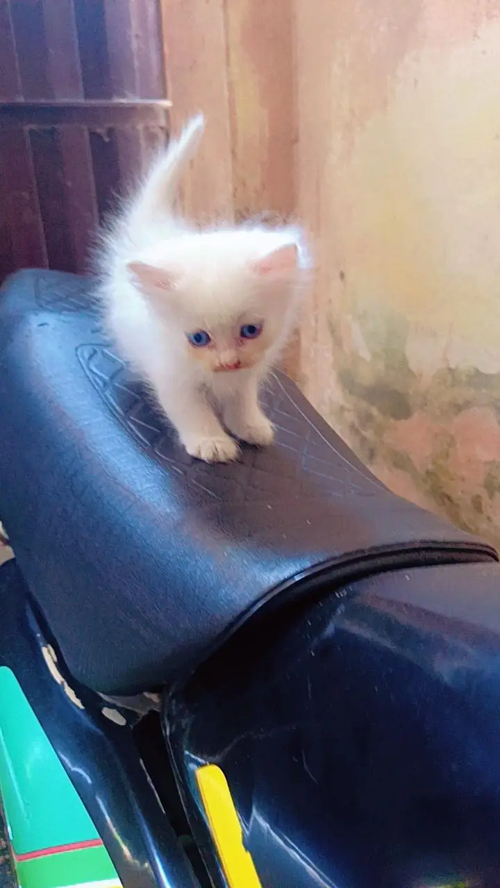 persian kitten cat — photo 7